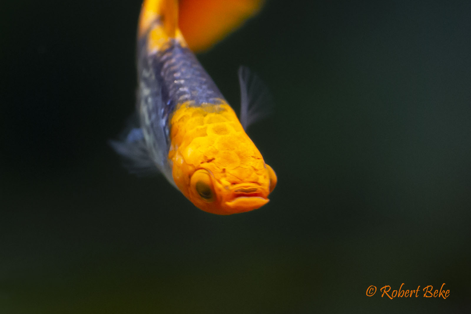 Red Cap Cobra Guppy - Poecilia reticulata