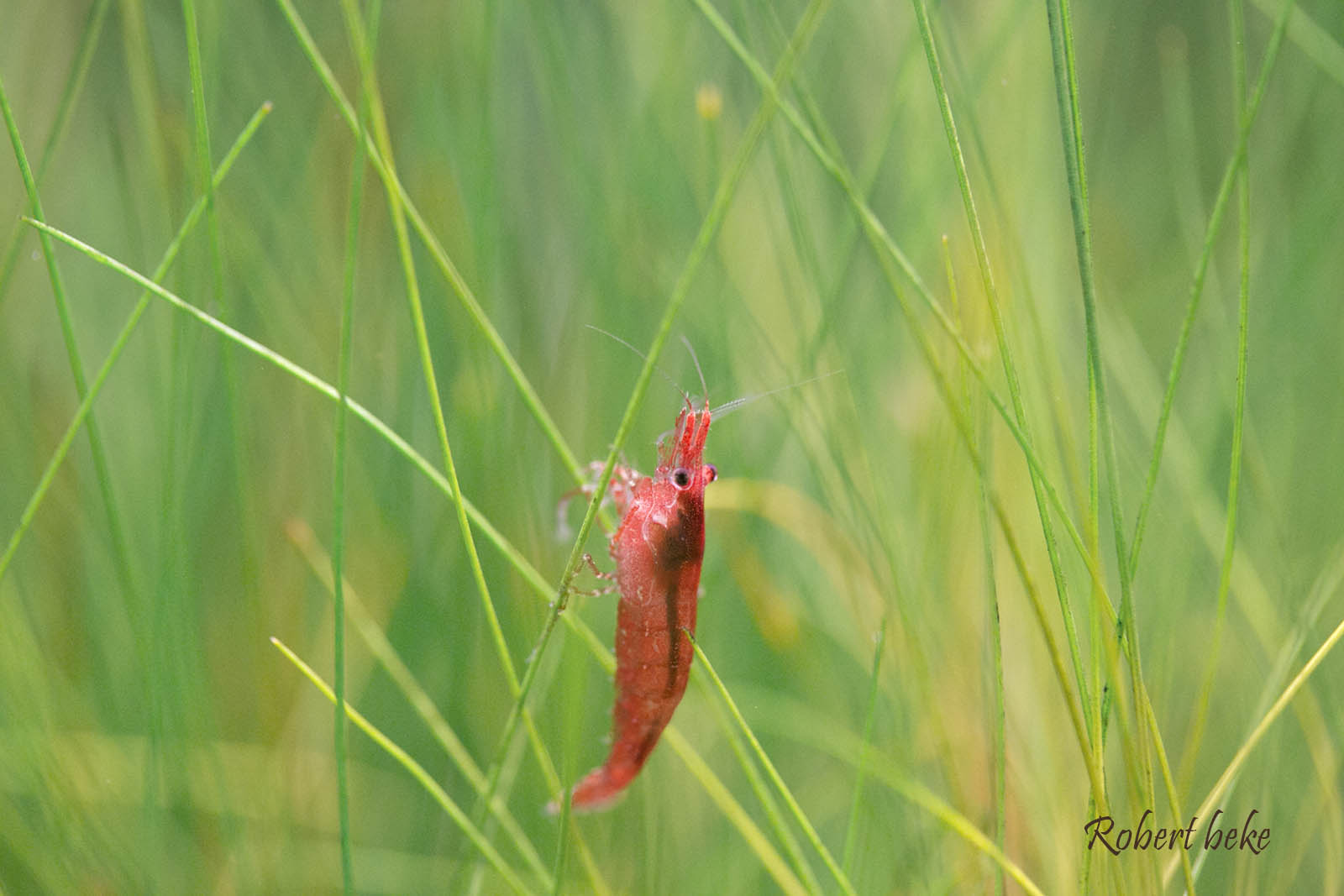 Red Cherry Shrimp