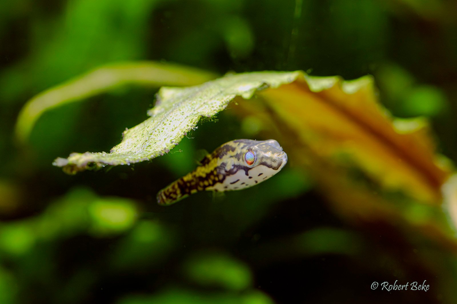 Red Eyed Puffer - Carinotetraodon lorteti