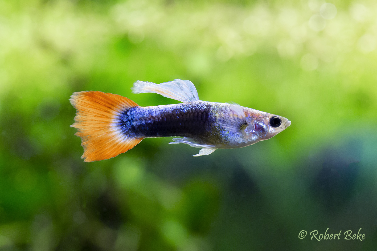 Red Neon Guppy - Poecilia reticulata