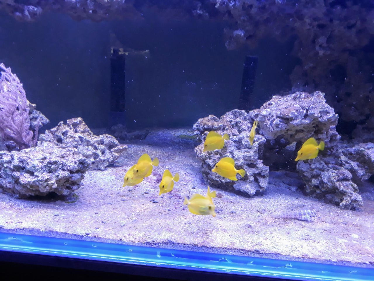 reef room.jpg