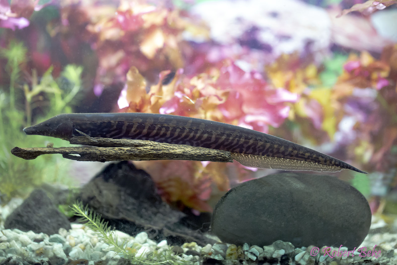 Rhamphichthys rostratus