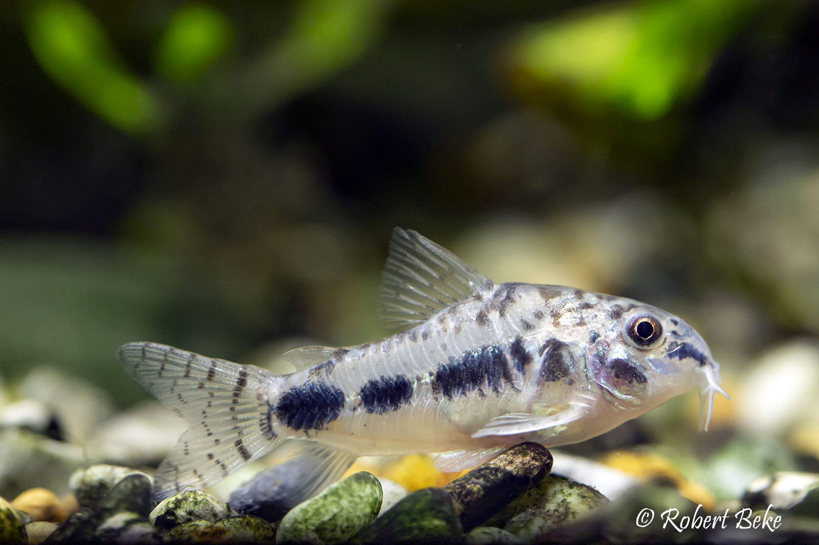 Salt and pepper catfish - Corydoras habrosus