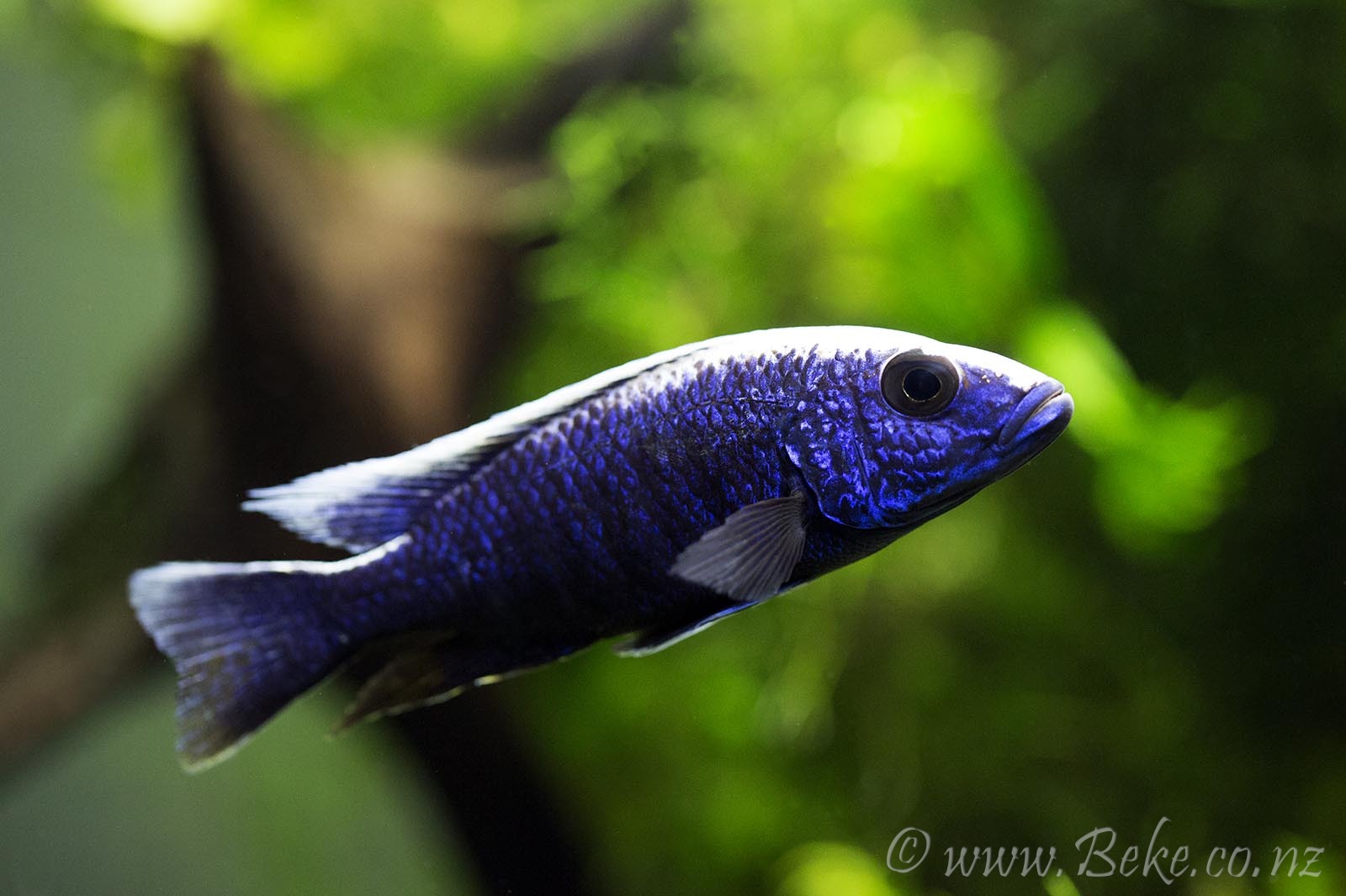 Sciaenochromis fryeri