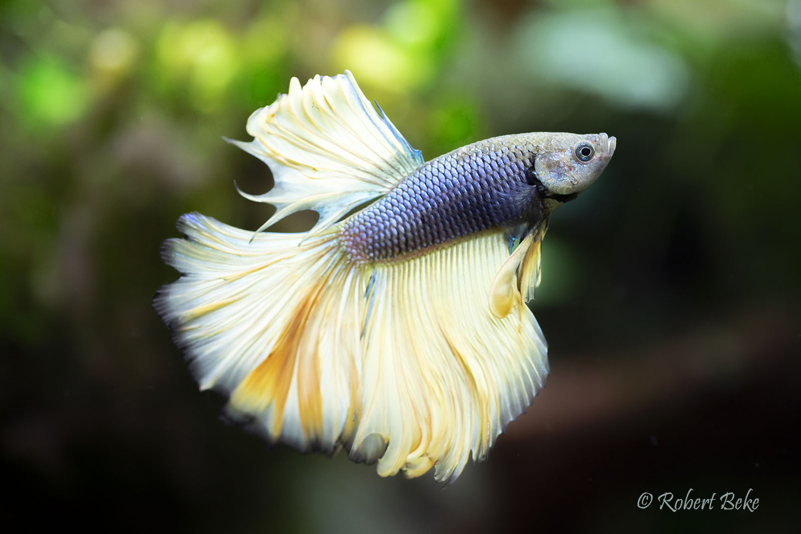 Siamese fighting fish - Betta splendens