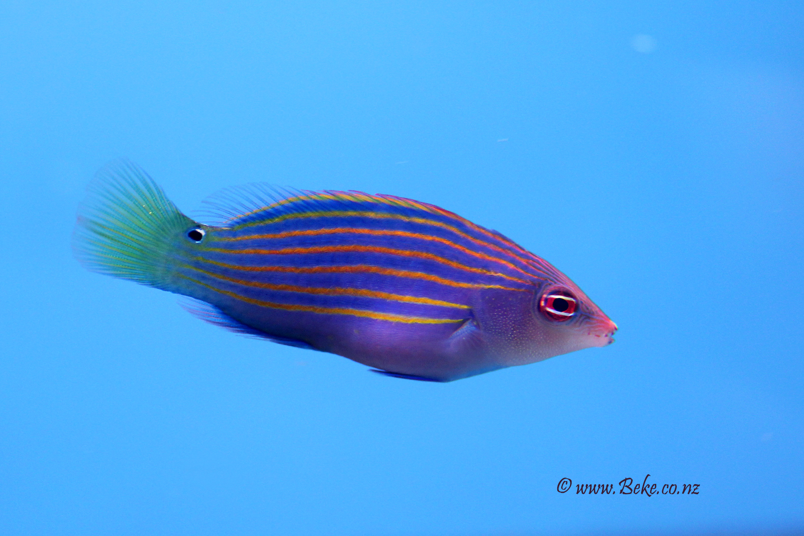 Six-line Wrasse - Pseudocheilinus hexataenia