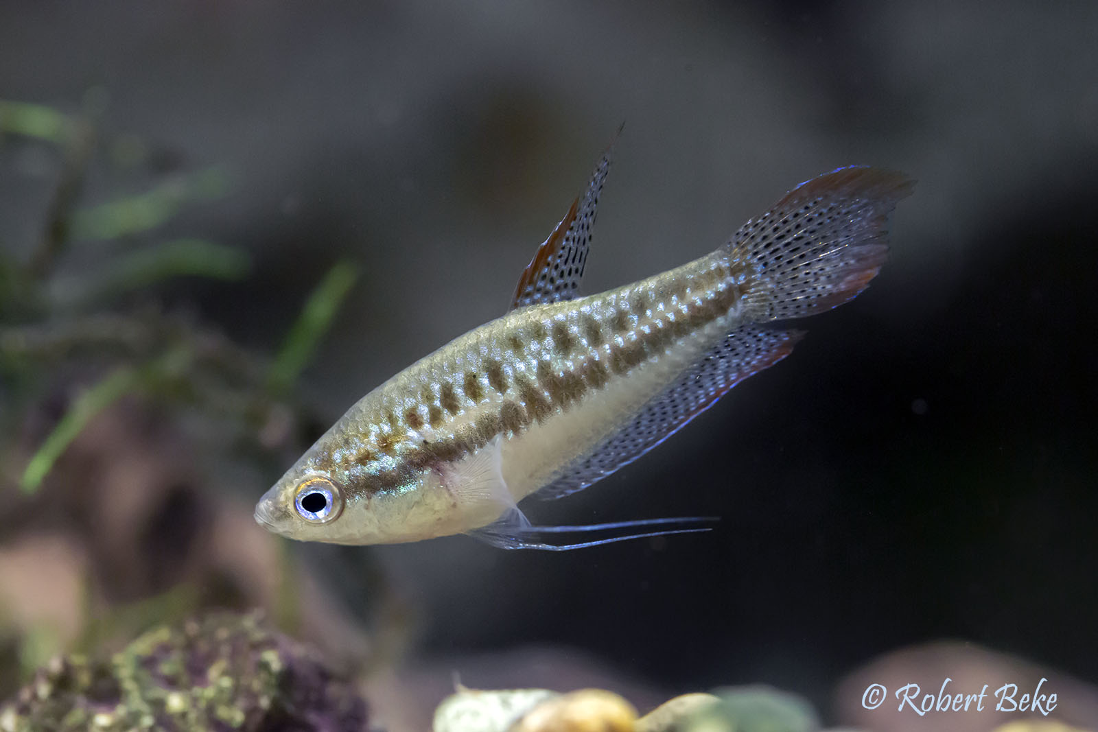 Sparkling Gourami - Trichopsis pumila