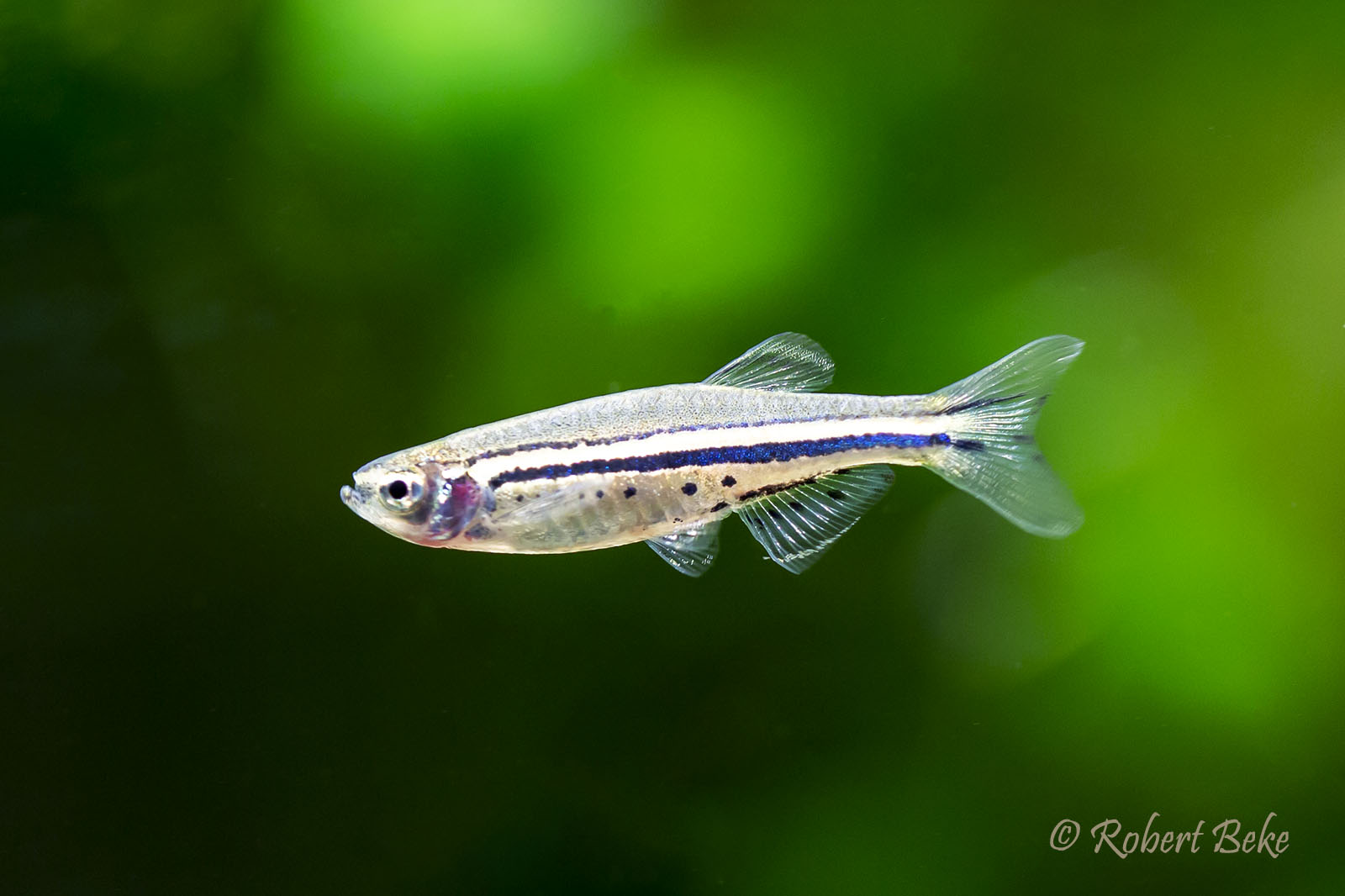 Spotted danio - Danio nigrofasciatus