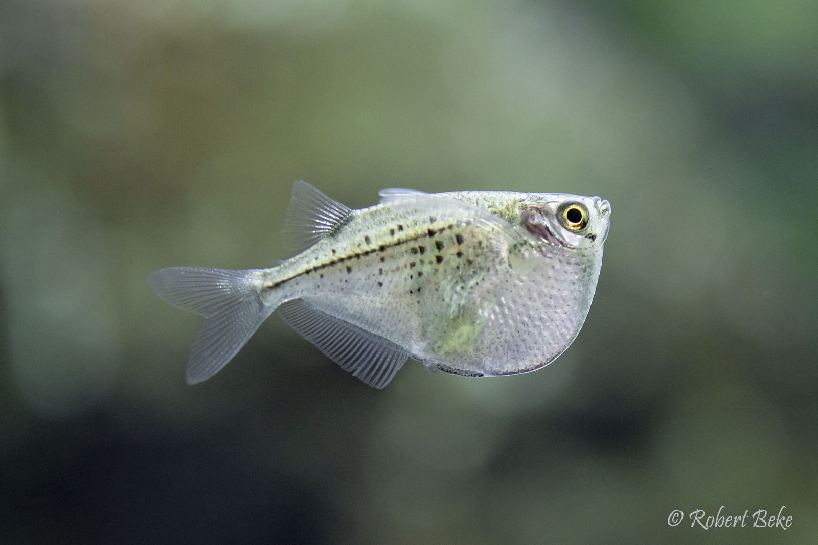 Spotted Hatchetfish