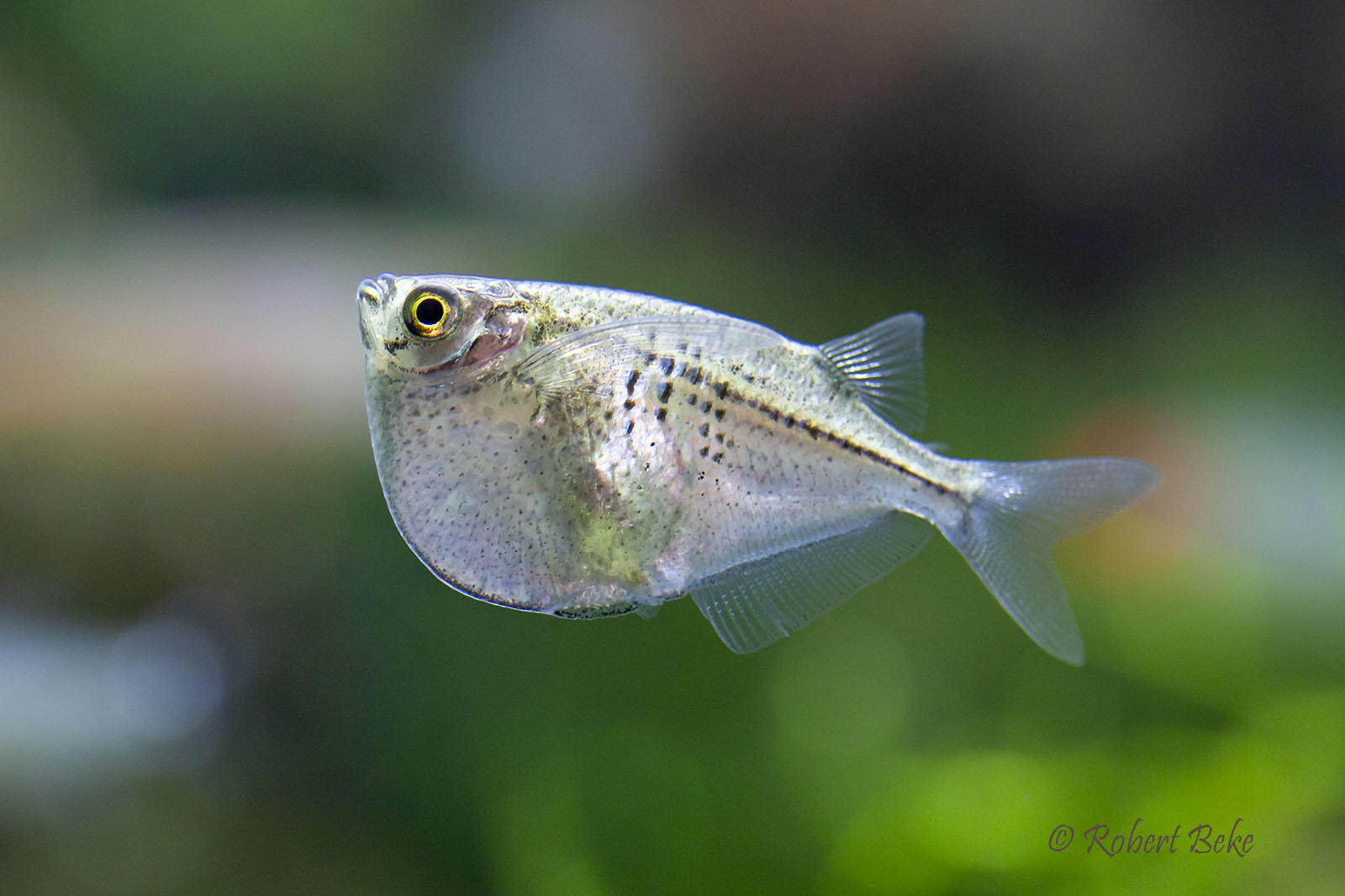 Spotted Hatchetfish