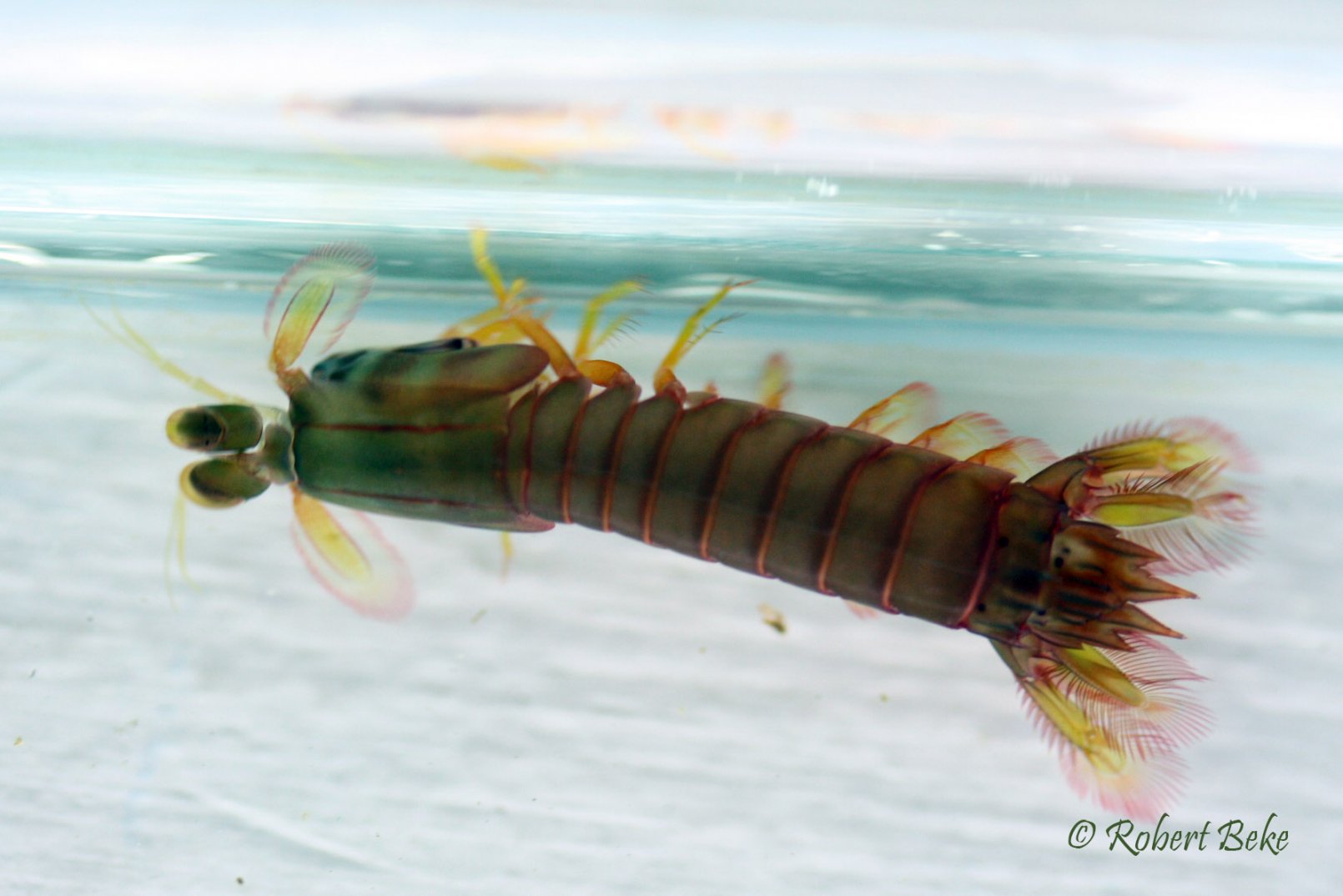 Stomatopoda - Mantis shrimp