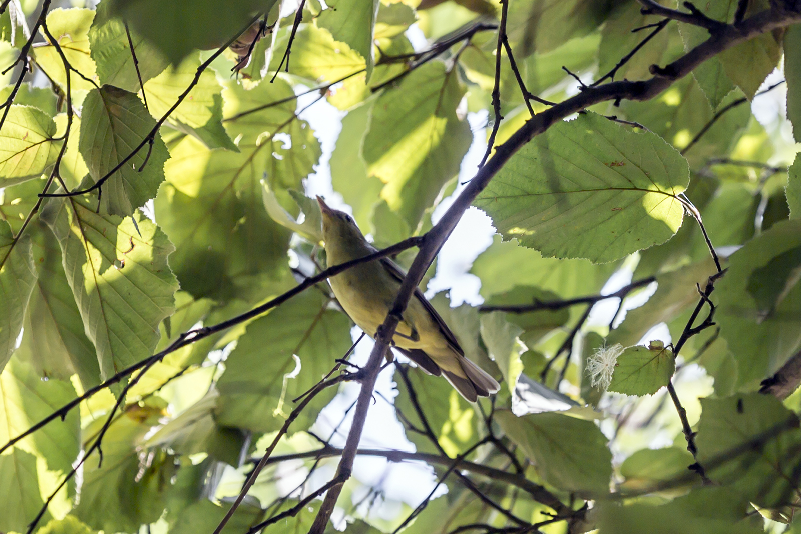 Šumski zviždak - Phylloscopus sibilatrix