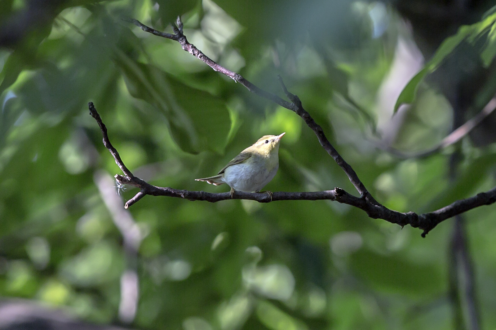 Šumski zviždak - Phylloscopus sibilatrix