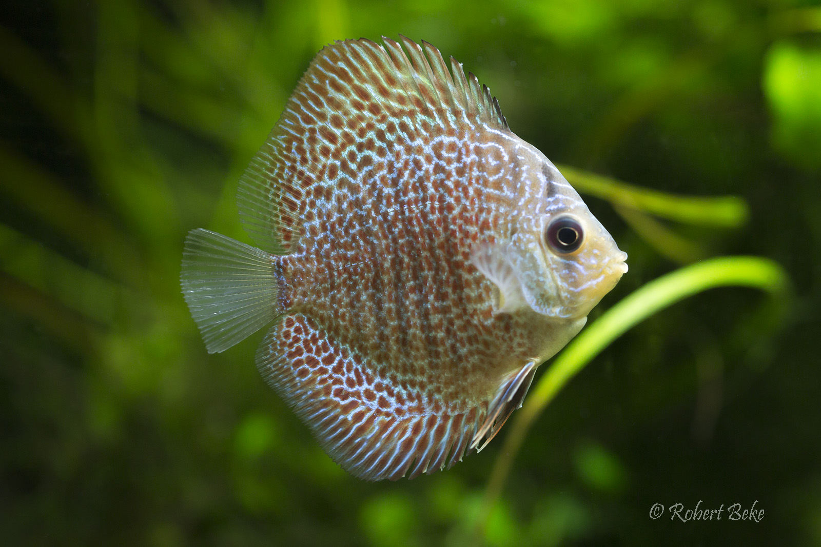 Symphysodon aequifasciatus - Snakeskin discus