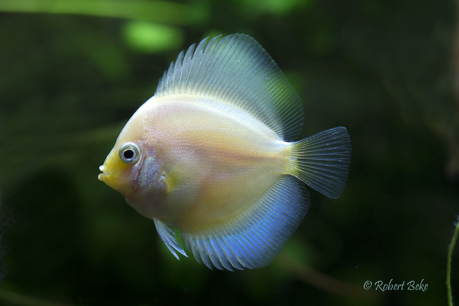 Symphysodon aequifasciatus - White Dimond discus