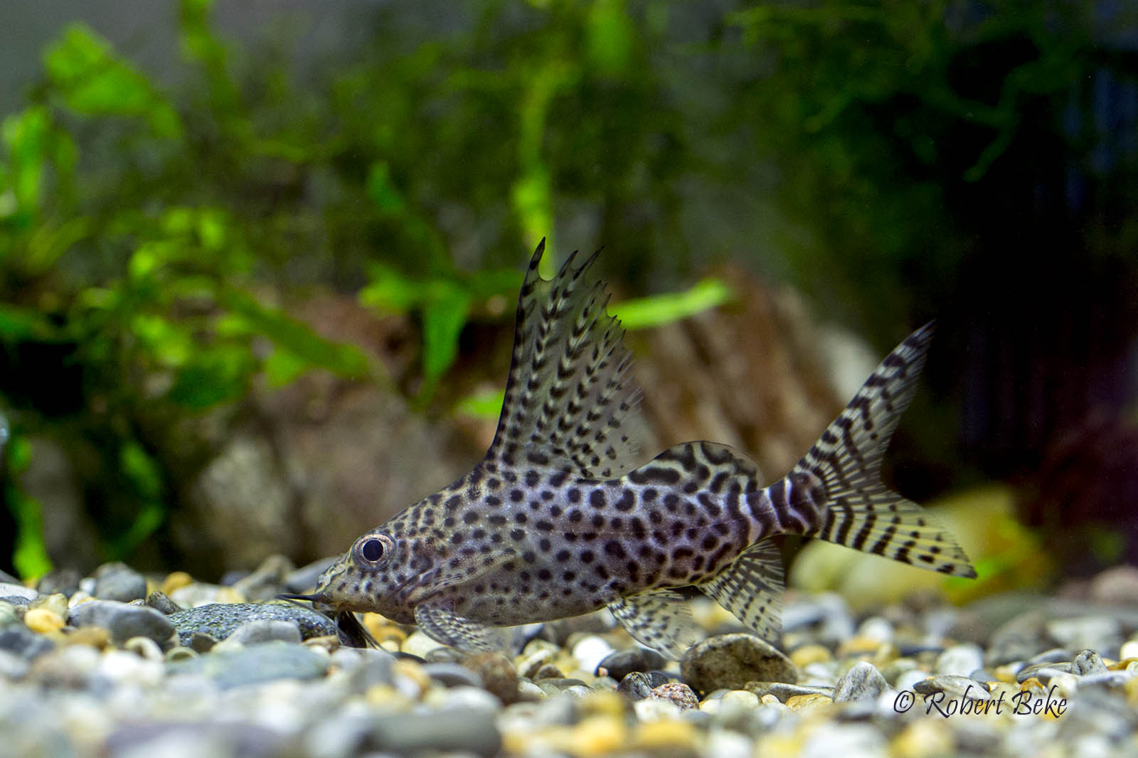 Synodontis eupterus