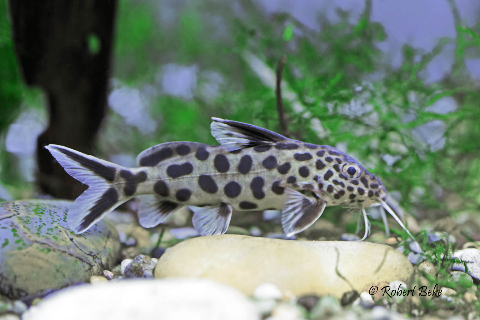 Synodontis multipunctat