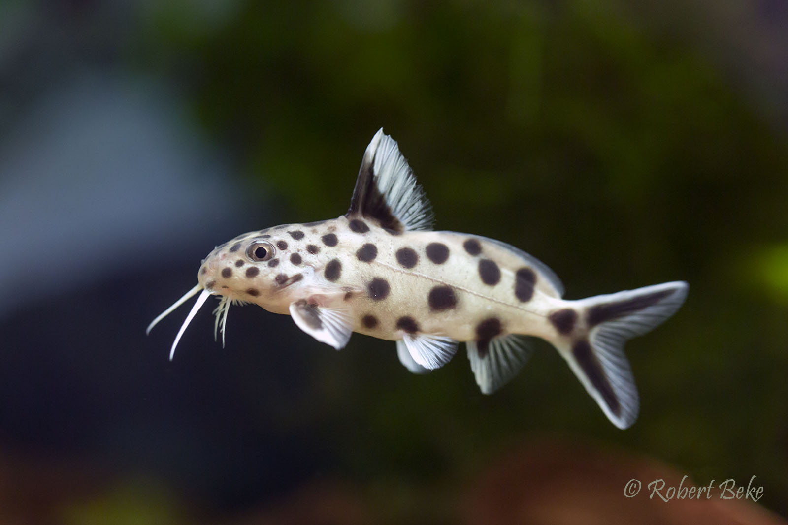 Synodontis multipunctatus - Cuckoo Synodontis