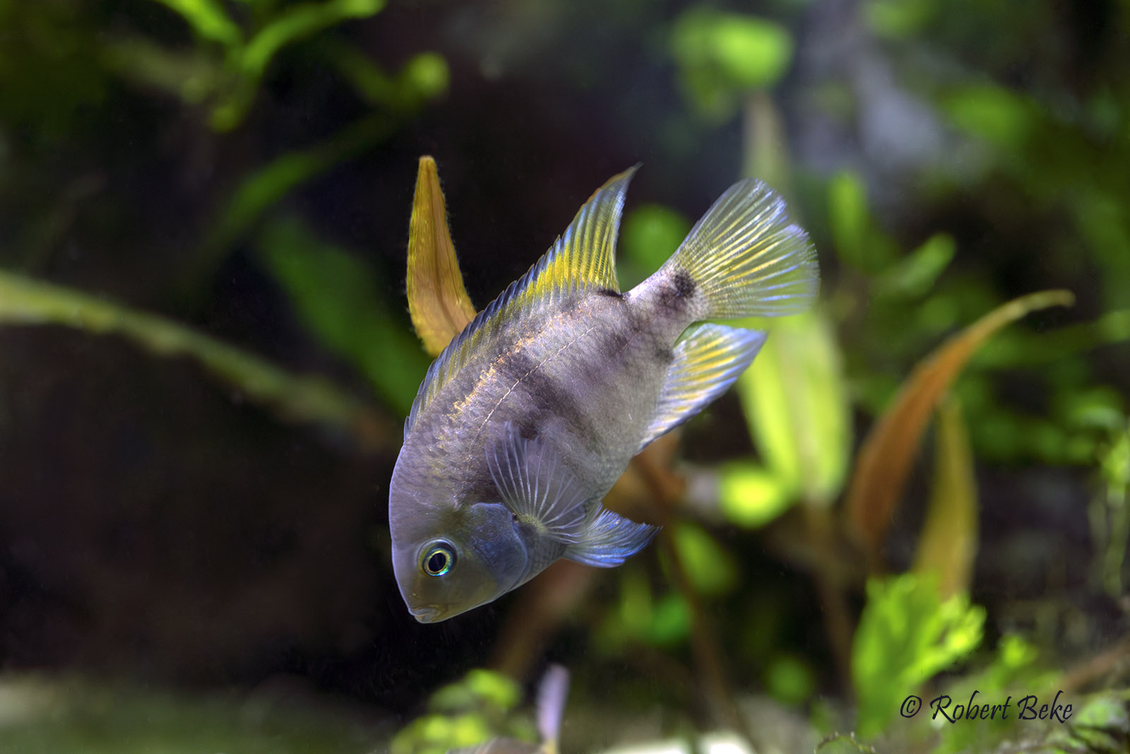 T-bar cichlid - Cryptoheros sajica