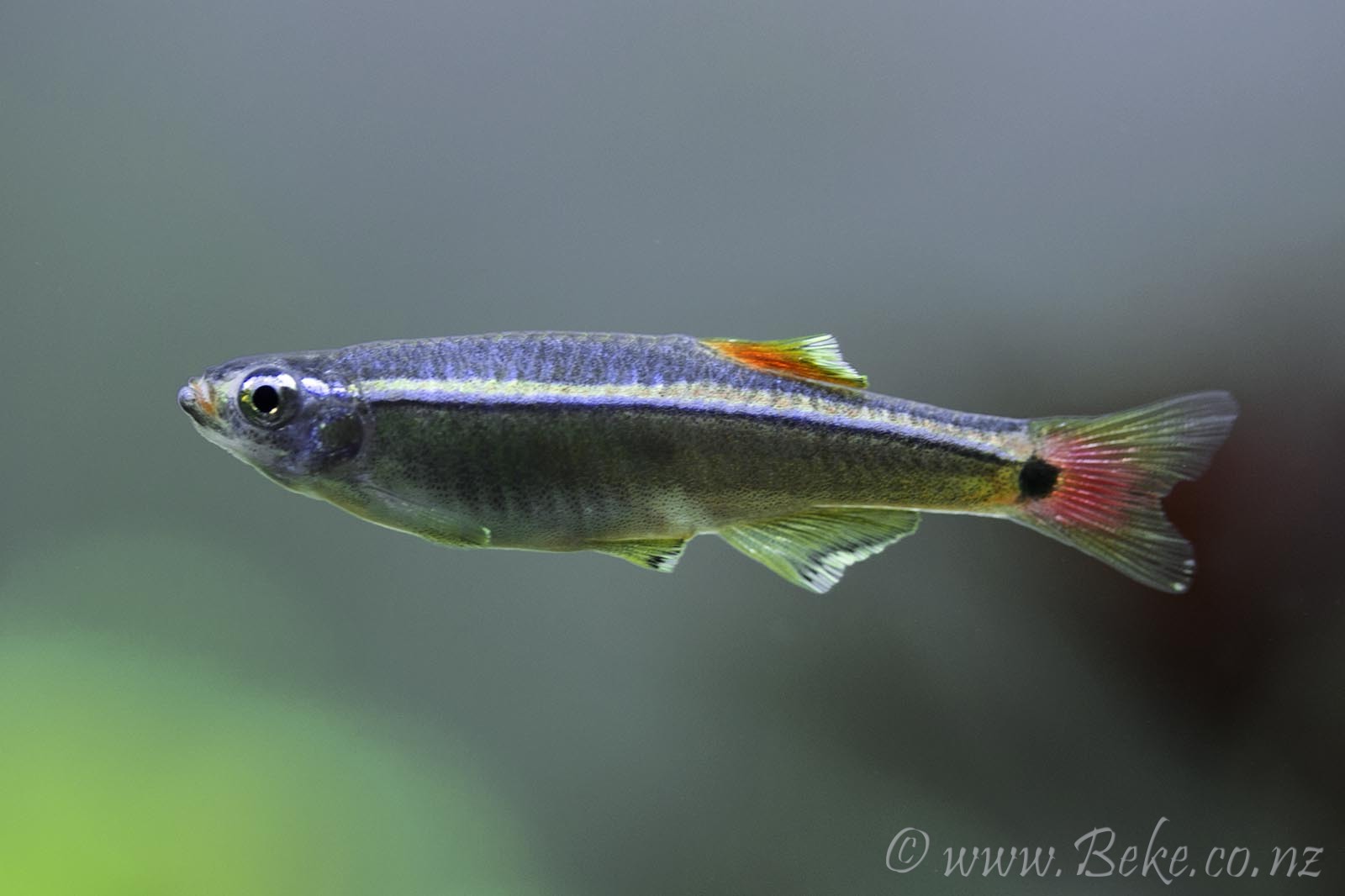 Tanichthys albonubes