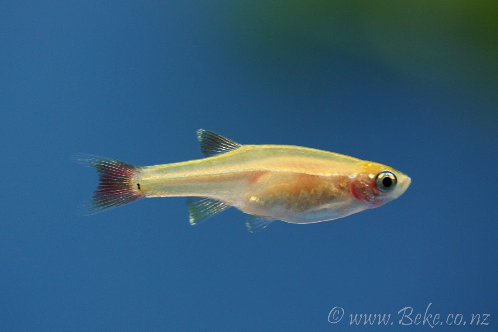 Tanichthys albonubes