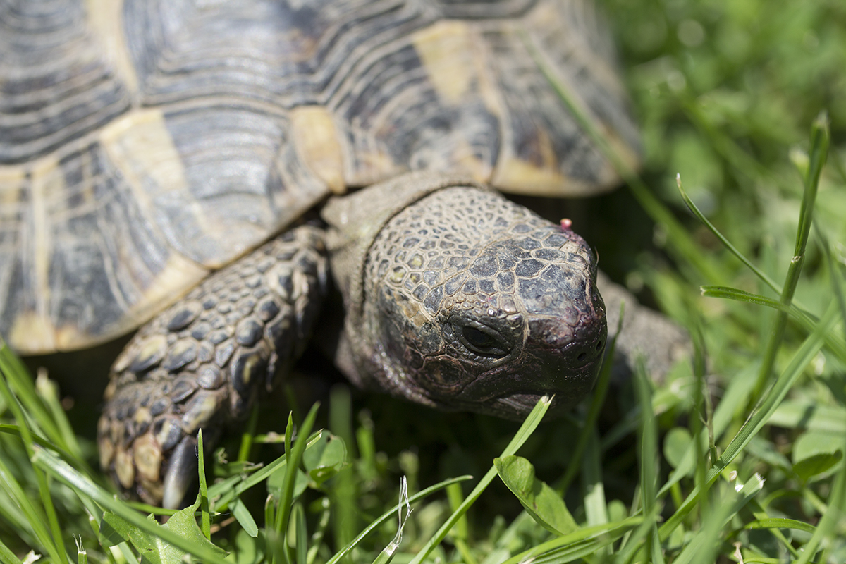 Testudo hermanni