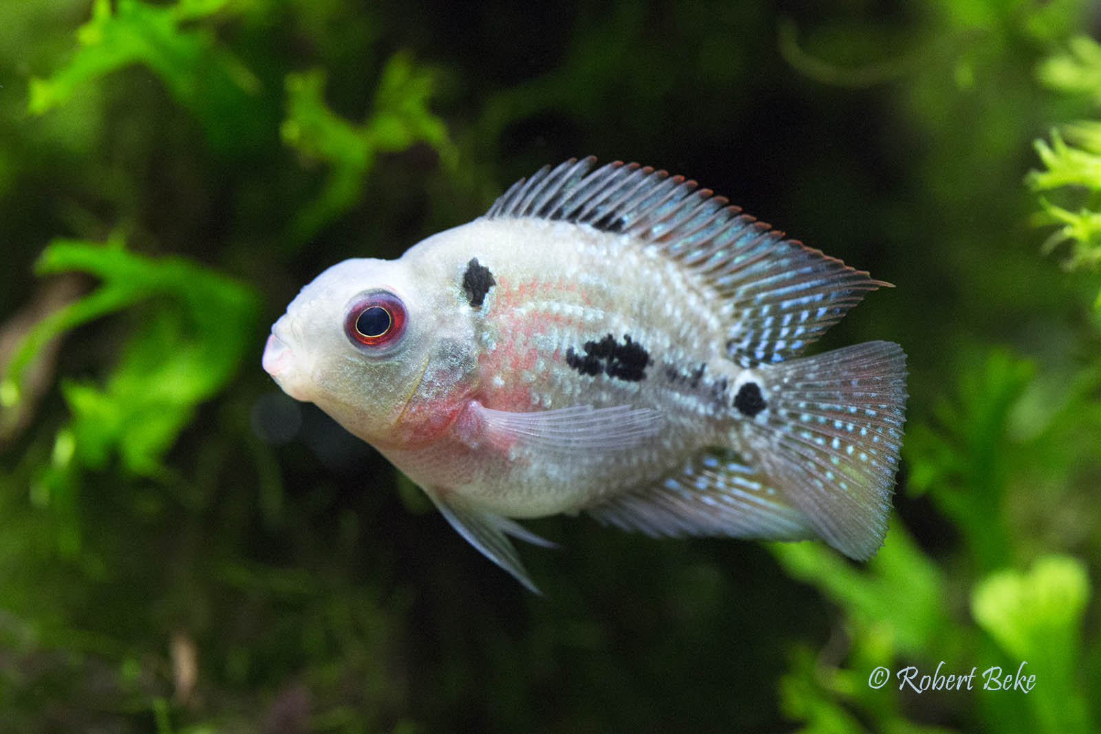 Texas Blood Parrot