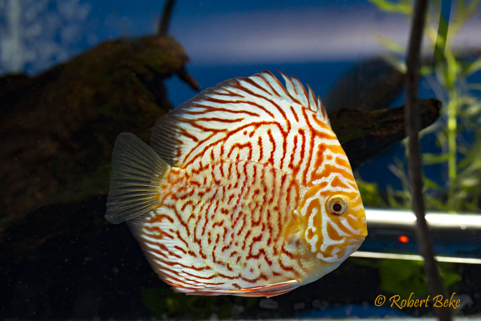 Tiger Discus - Symphysodon aequifasciatus