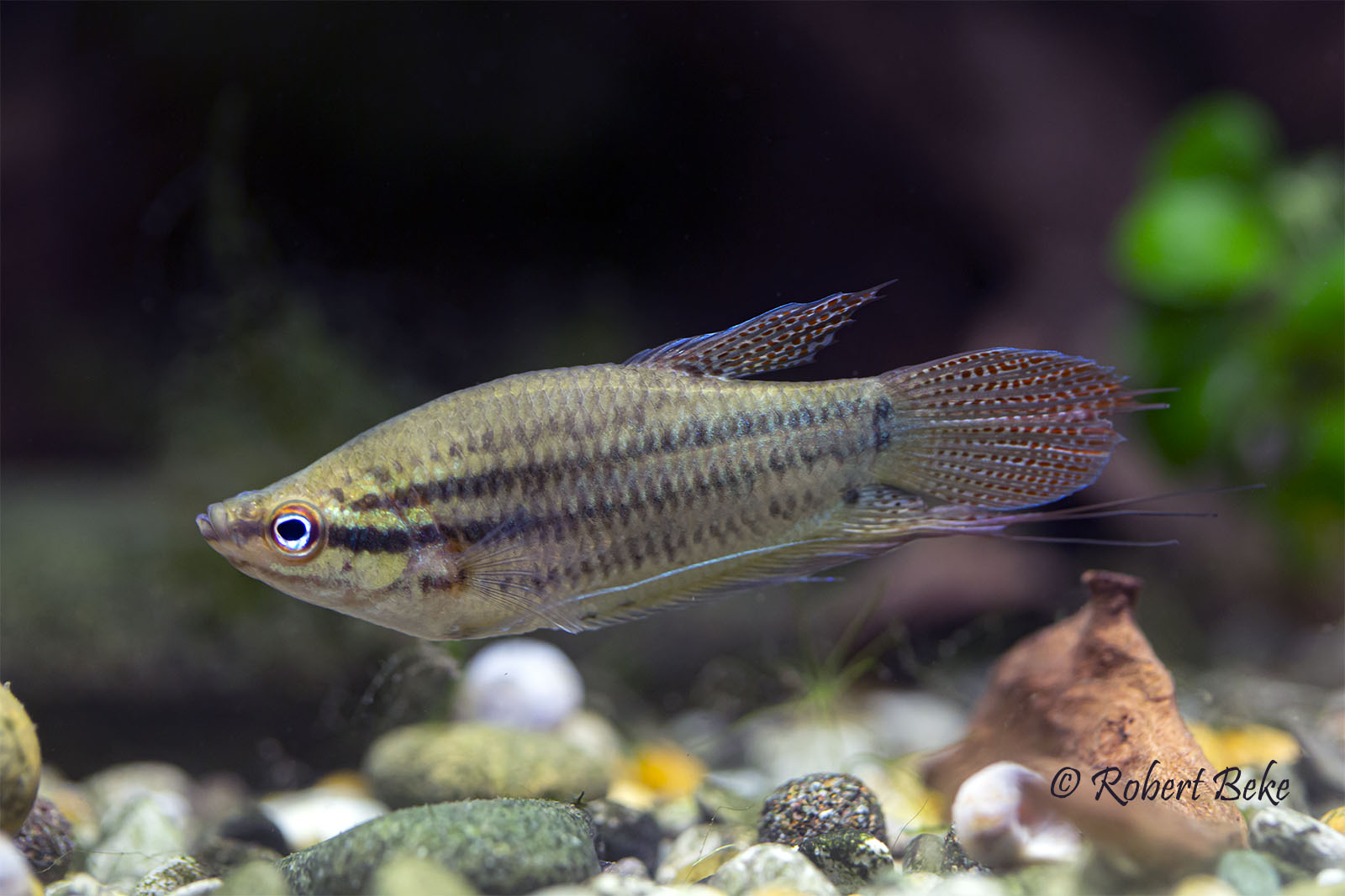 Trichopsis vittata - Croaking gourami