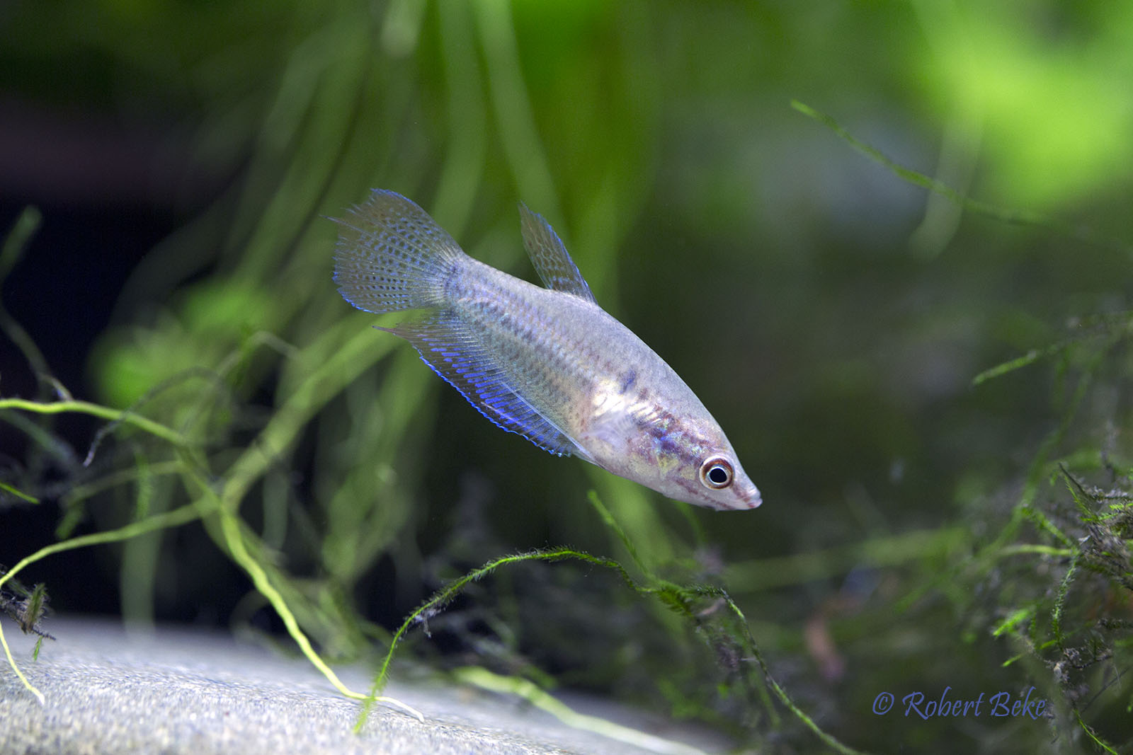 Trichopsis vittata