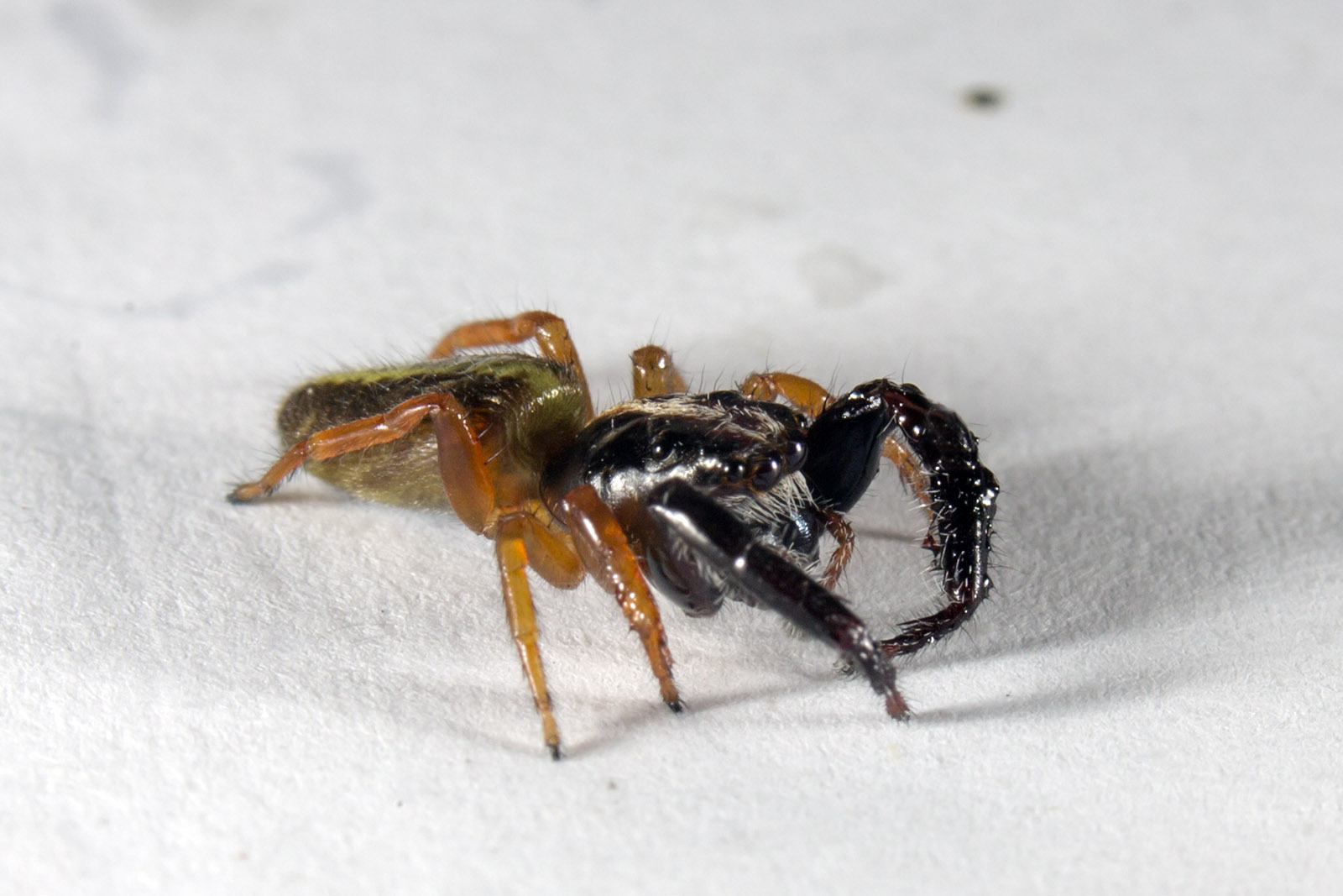 Trite planiceps - Black headed jumping spider