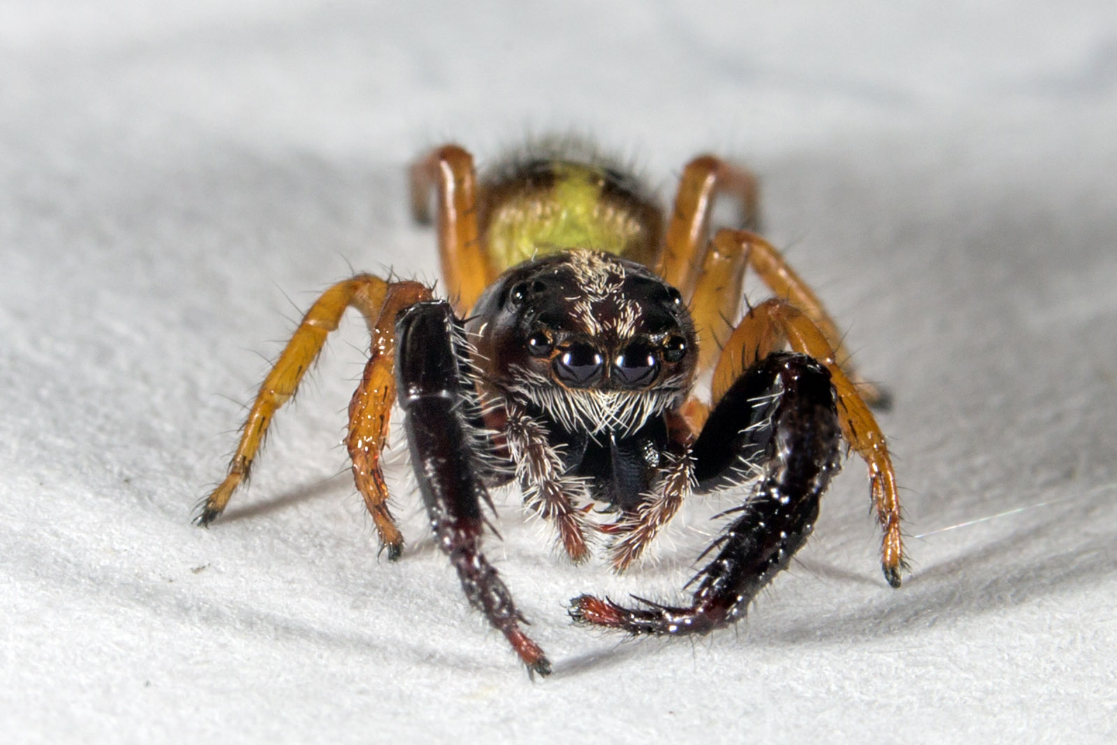 Trite planiceps - Black headed jumping spider