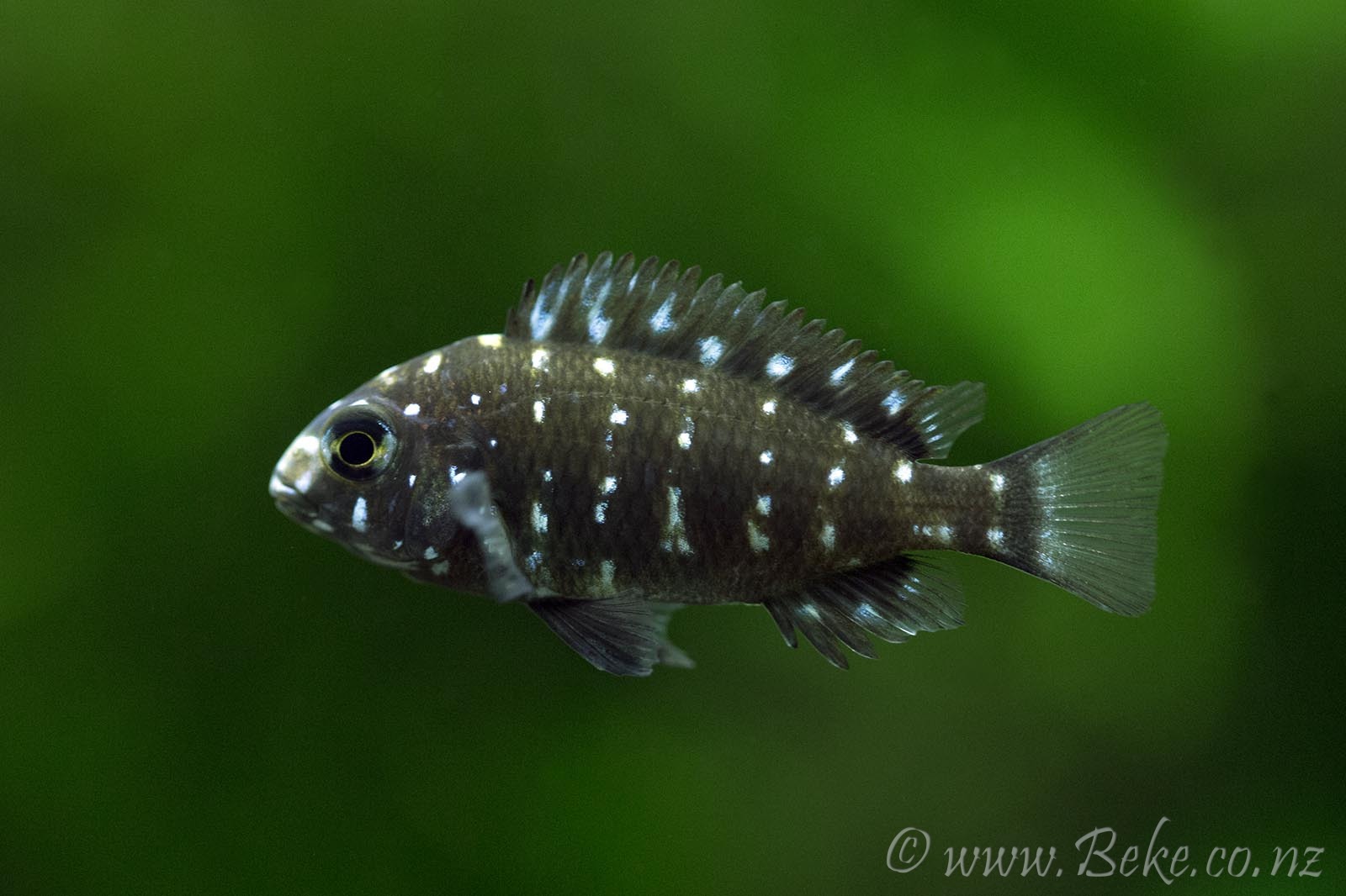 Tropheus duboisi