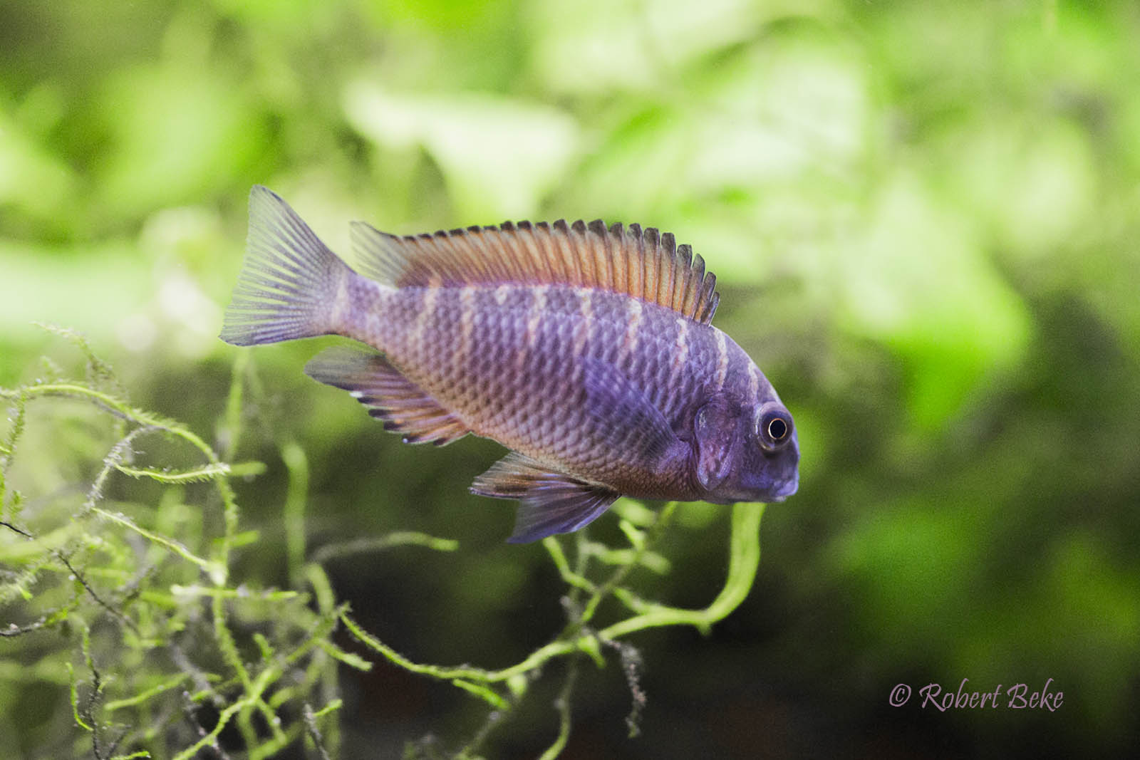 Tropheus moorii  - Firefox