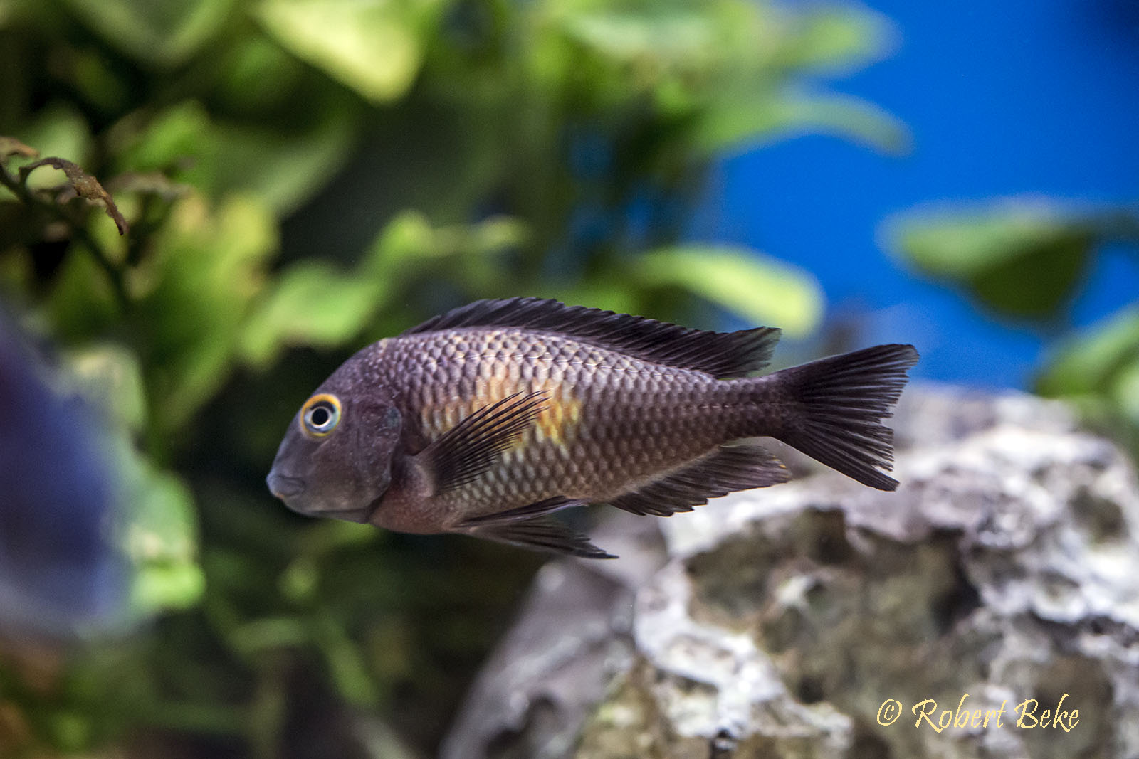 Tropheus moorii