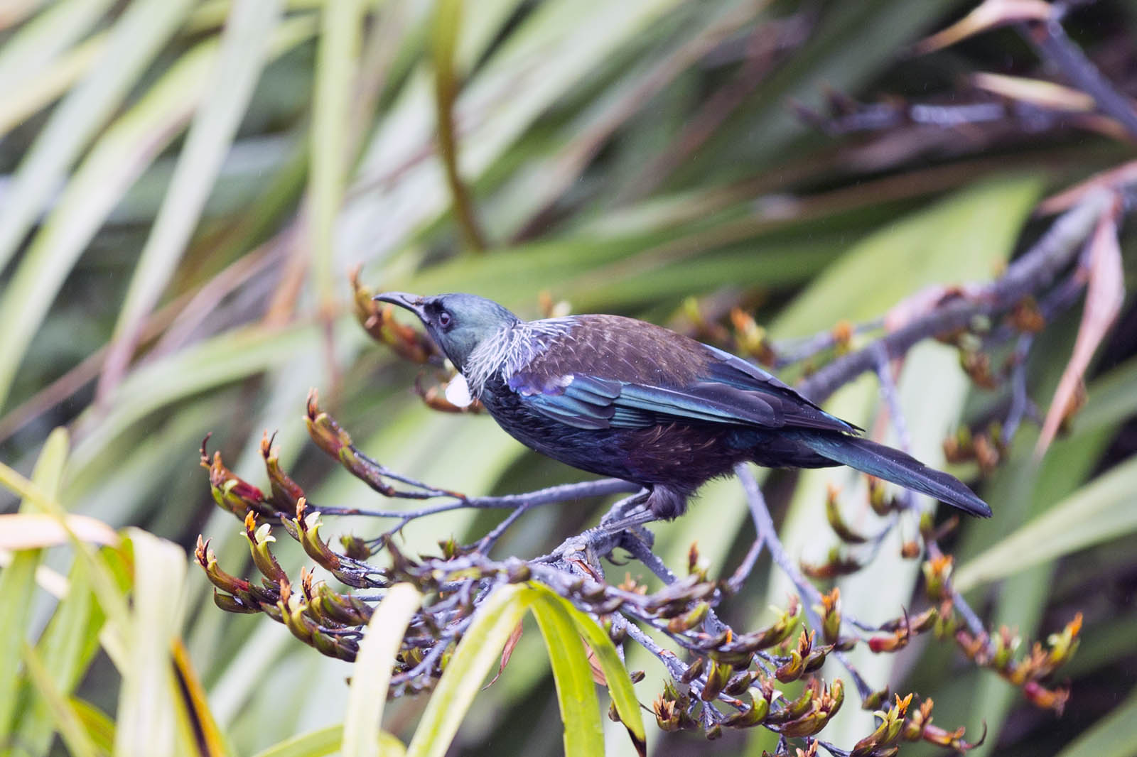 Tui