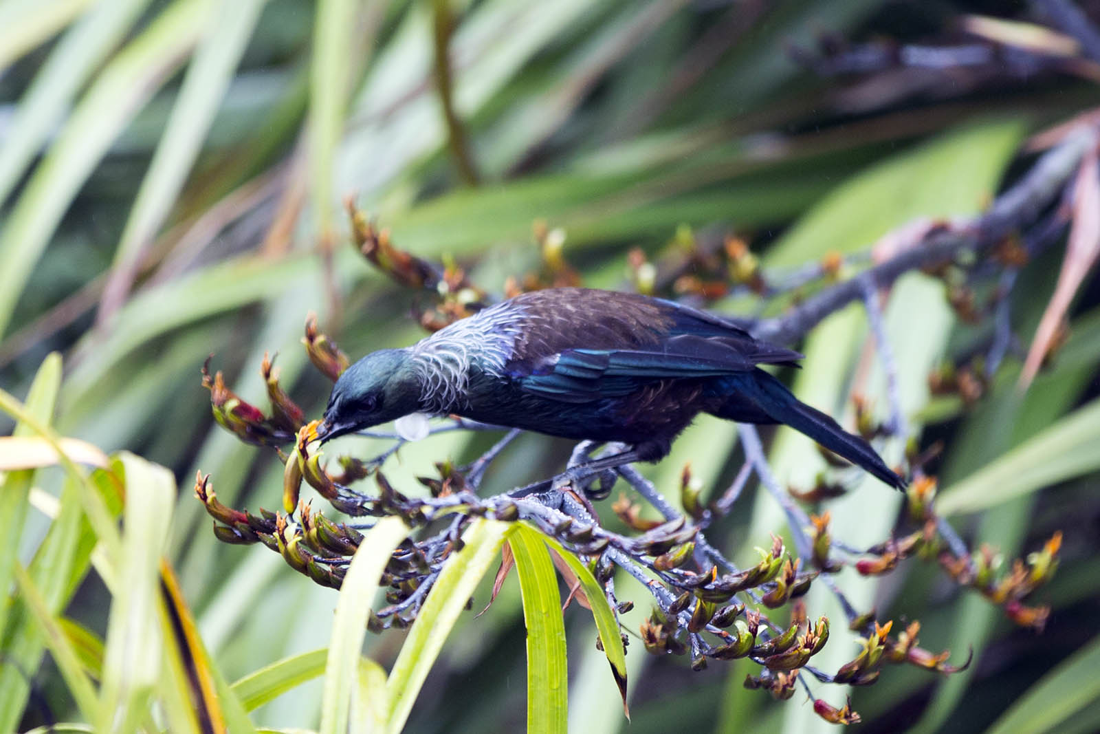 Tui