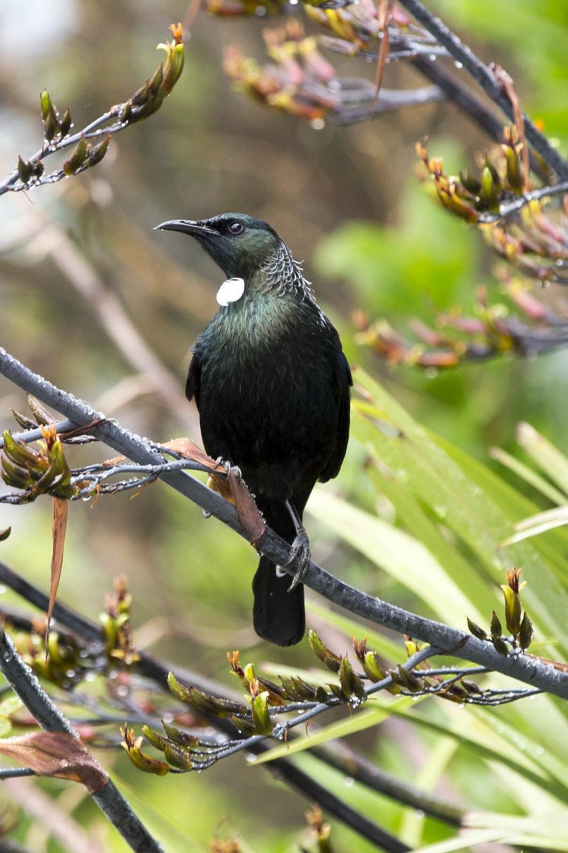 Tui