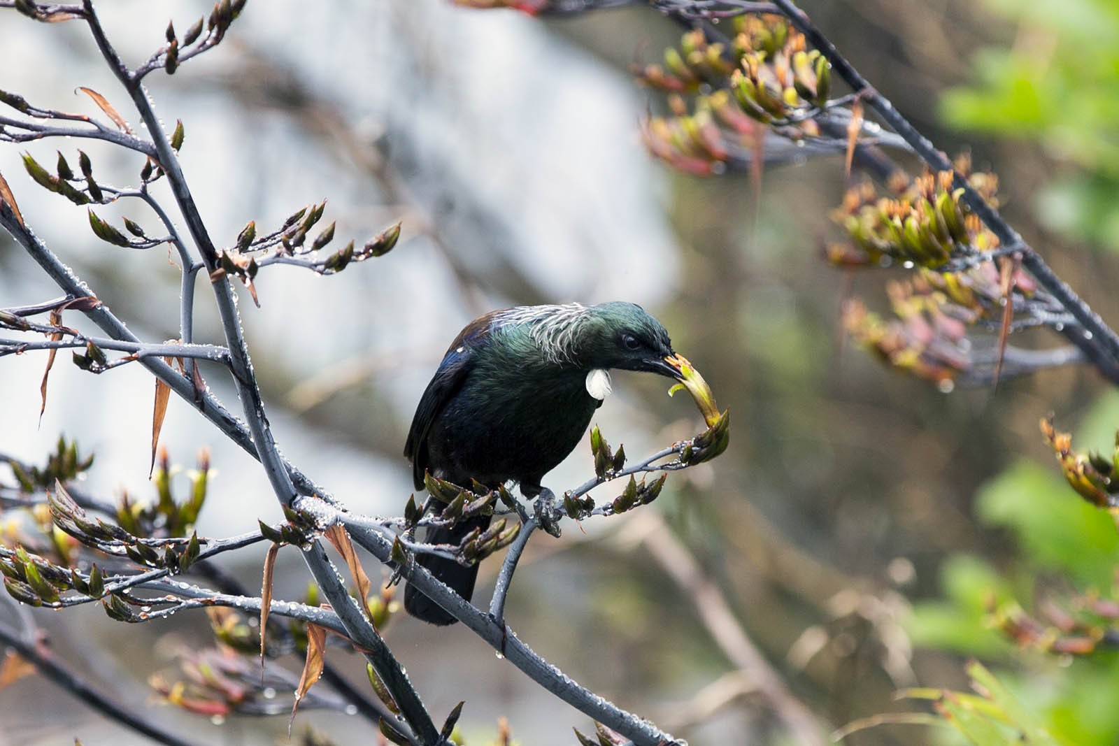 Tui