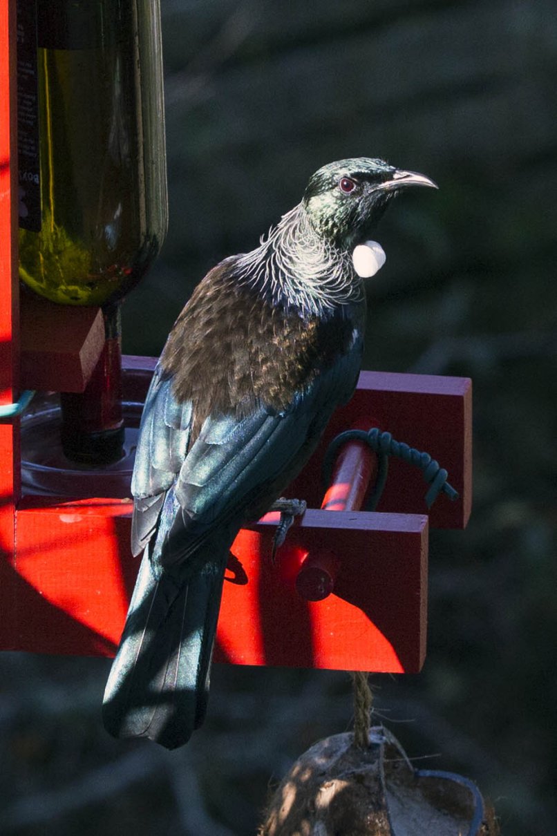 Tui