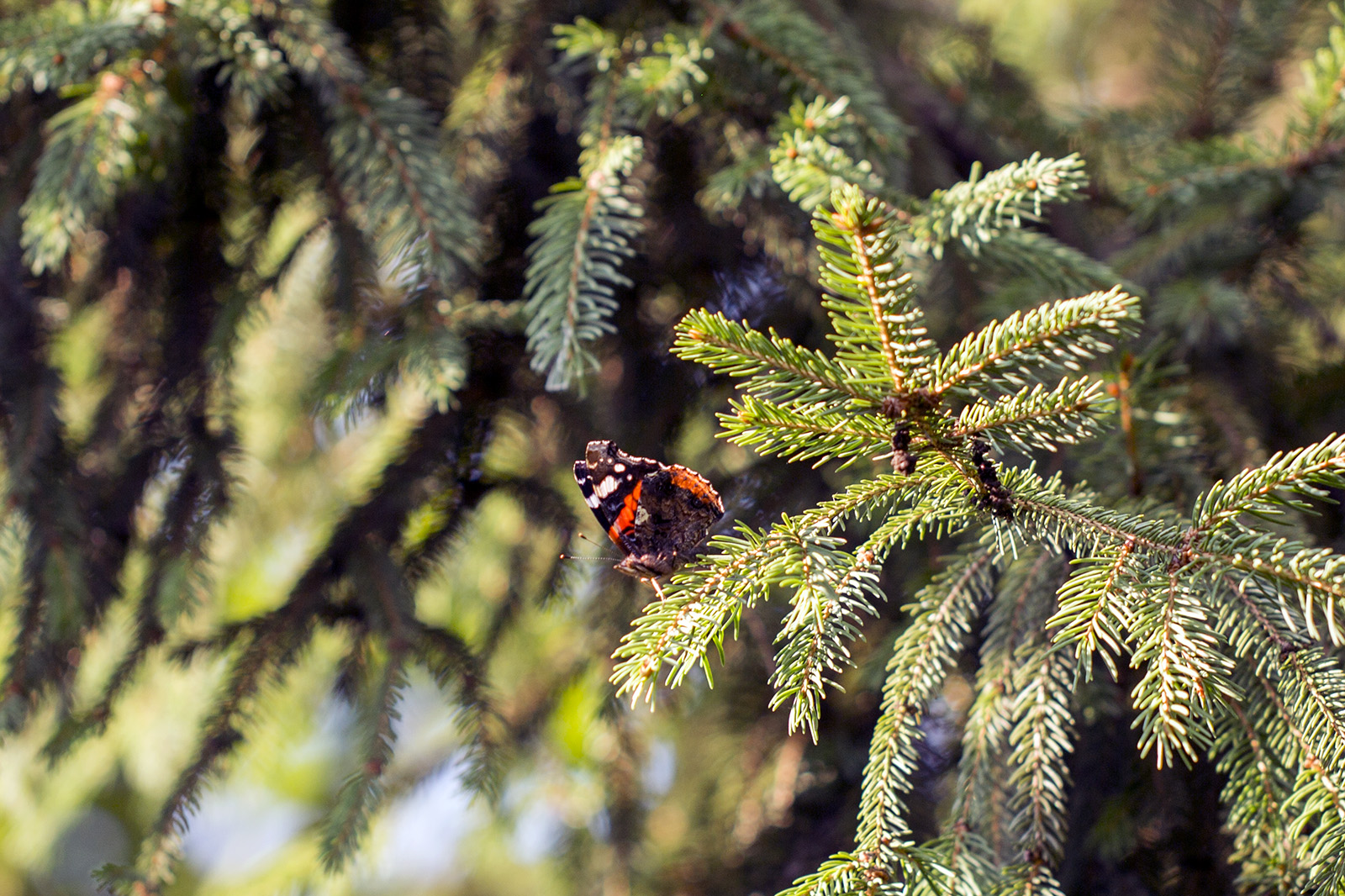 Vanessa atalanta