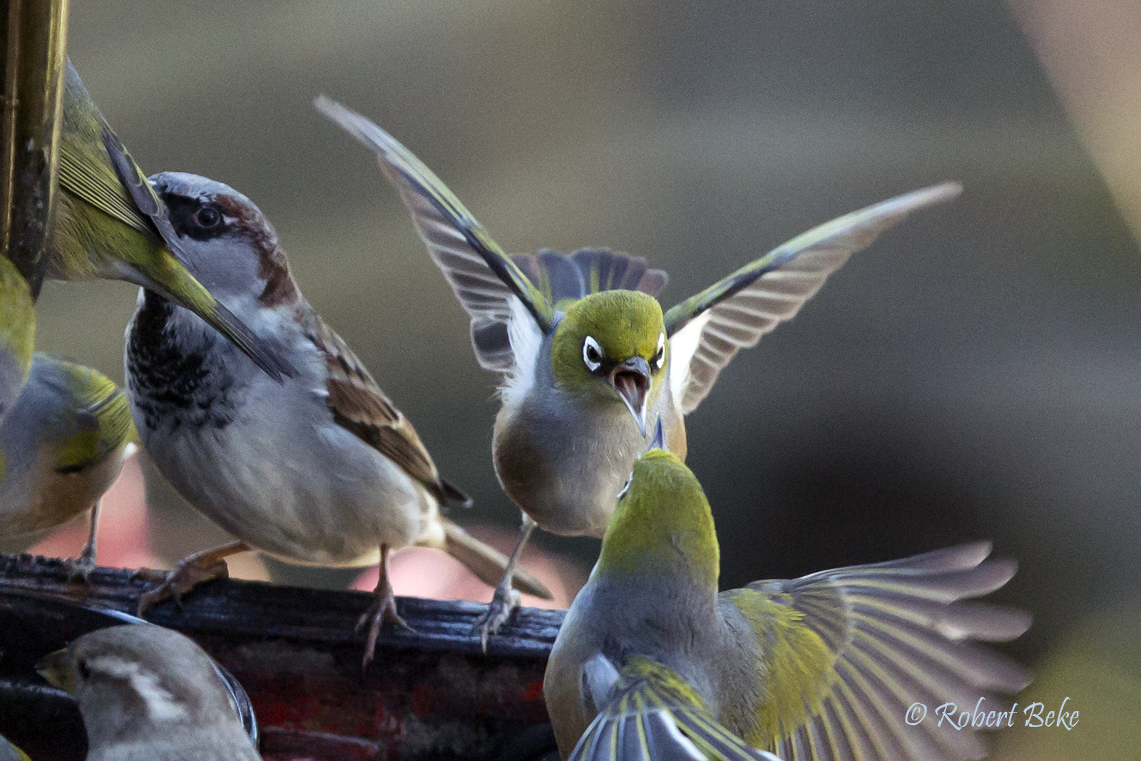 Waxeye - Zosterops lateralis