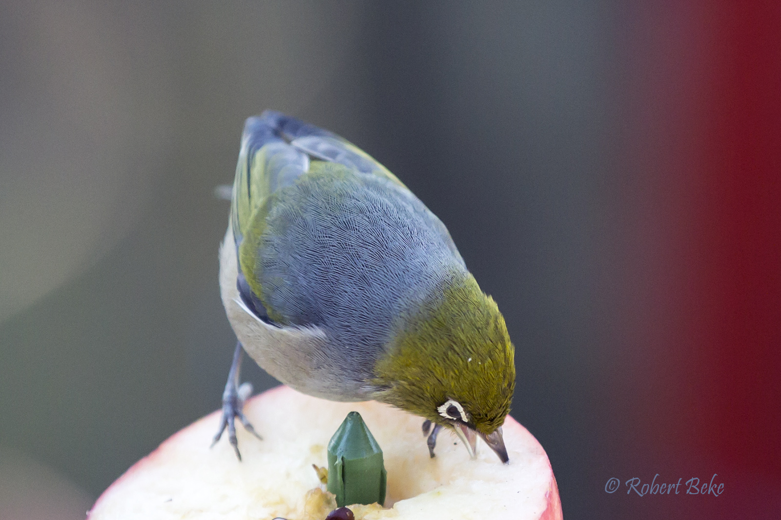 Waxeye - Zosterops lateralis