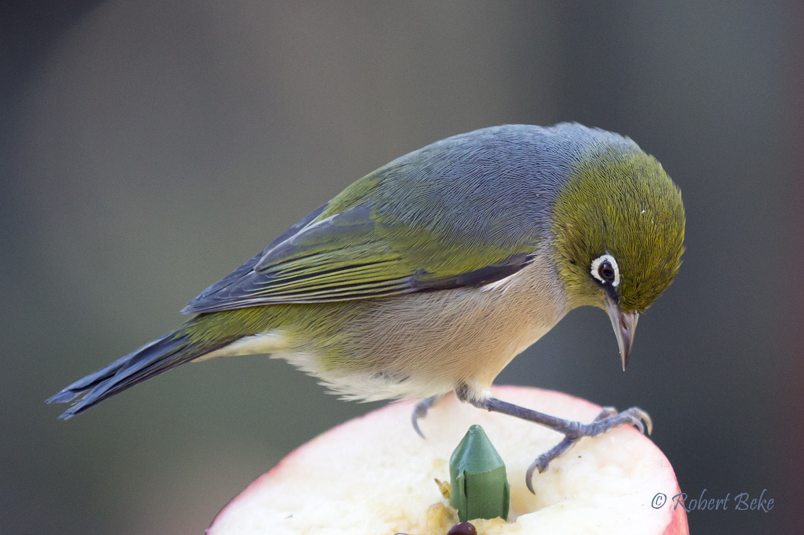 Waxeye - Zosterops lateralis