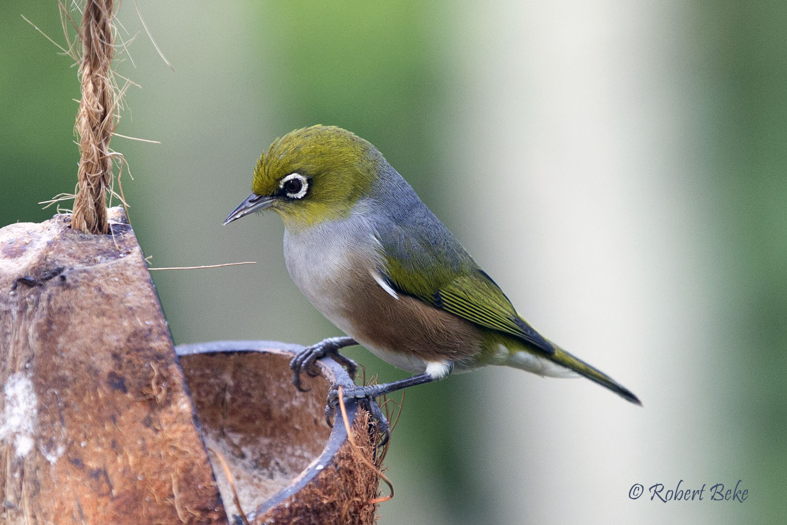 Waxeye