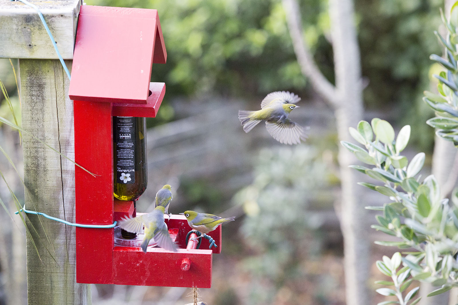 Waxeye