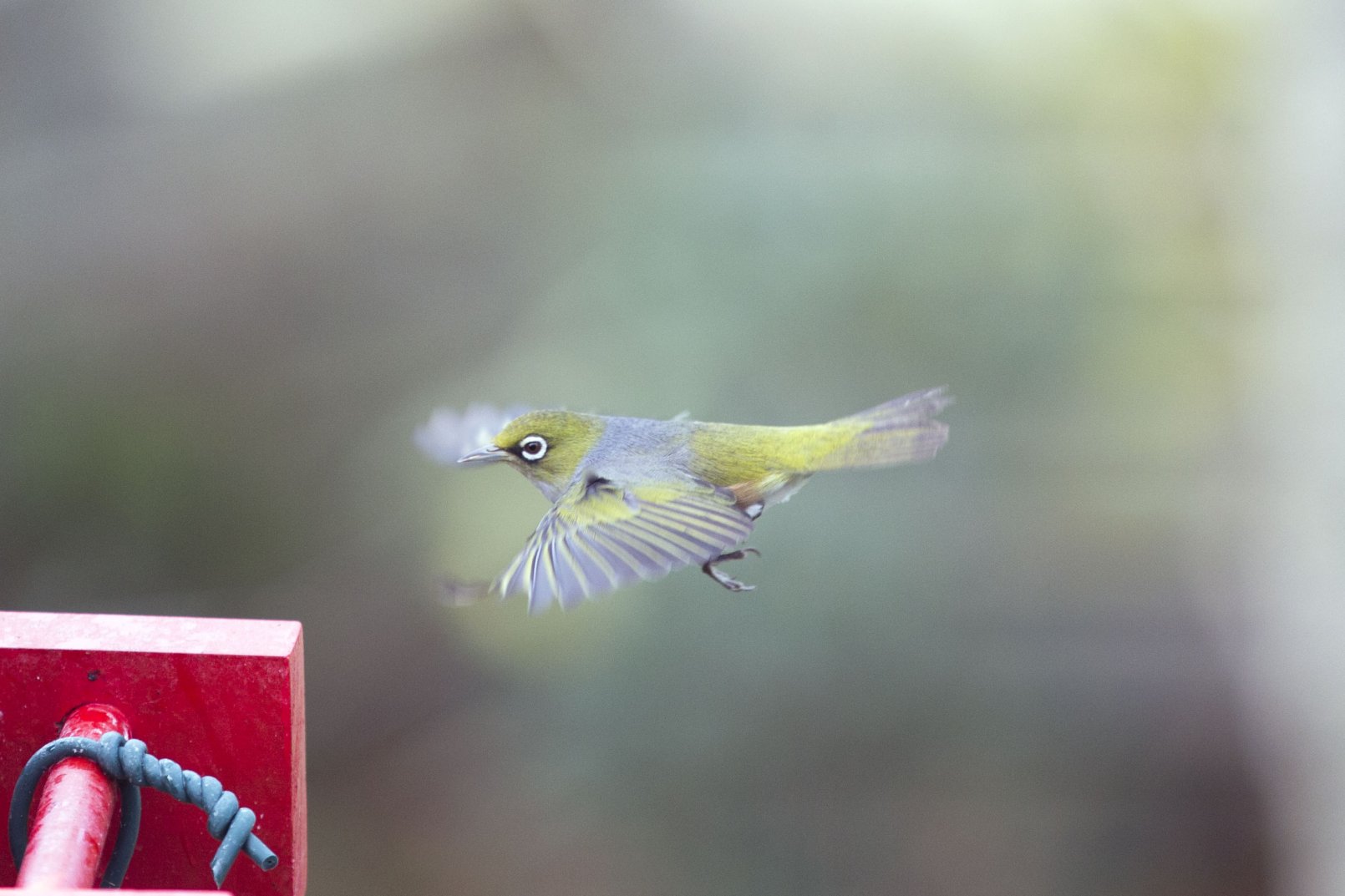 Waxeye