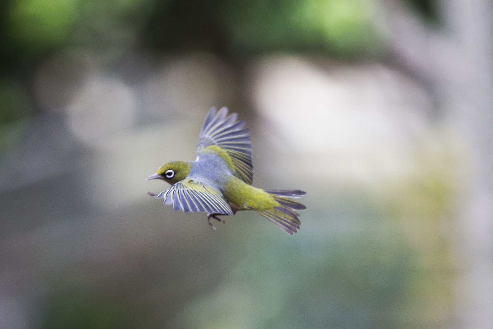 Waxeye