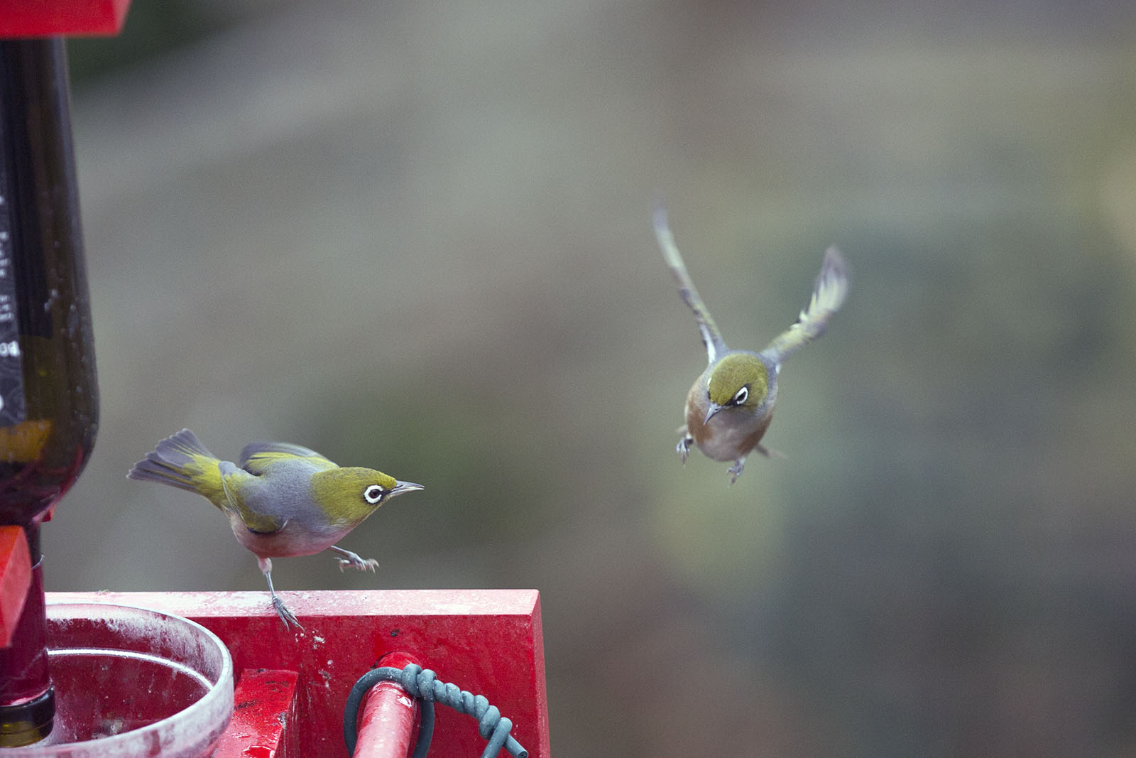 Waxeye