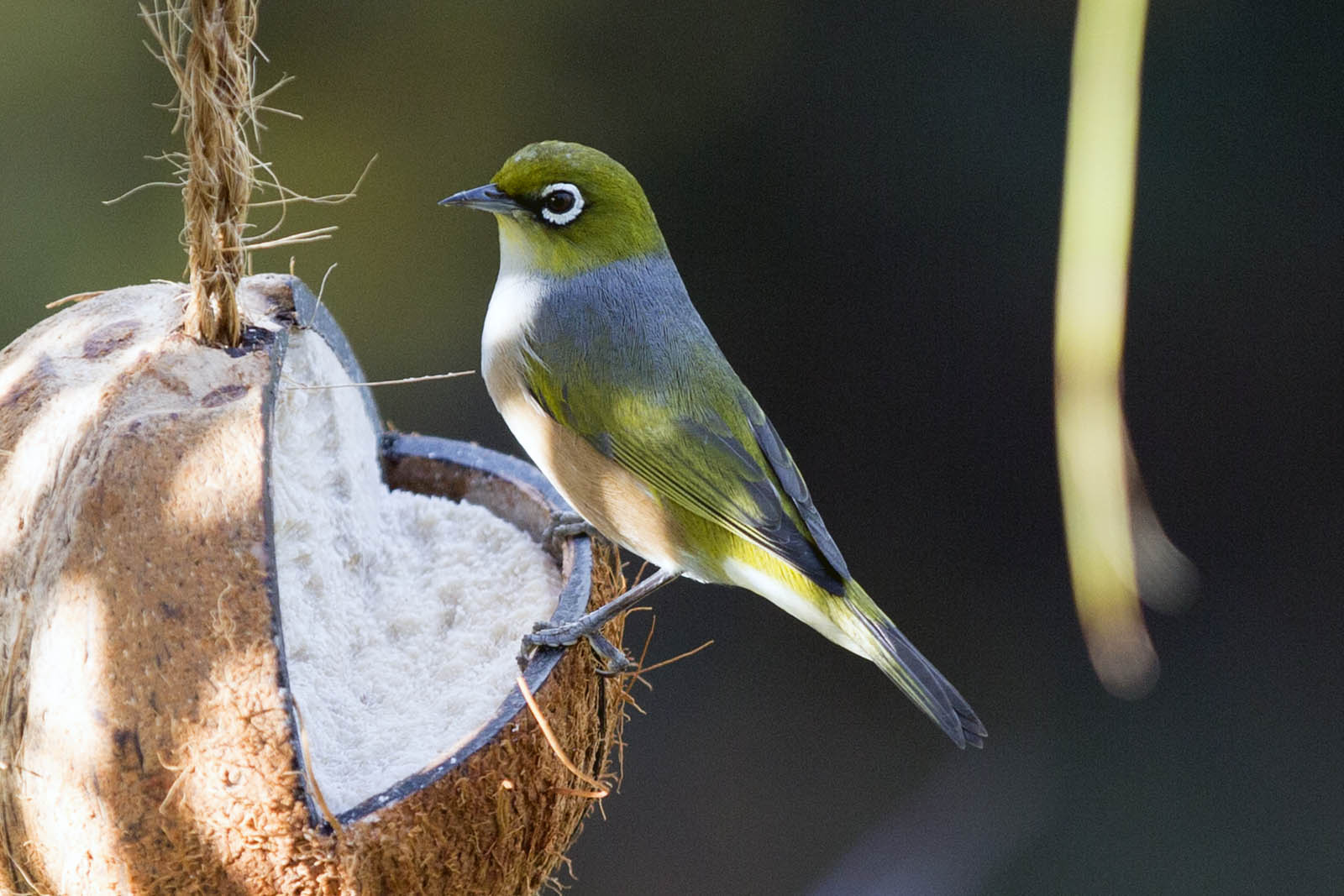 Waxeye